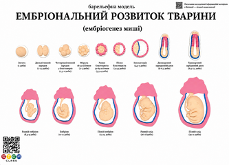 Барельєфна модель «Ембріональний розвиток тварини» <br> Тип 1