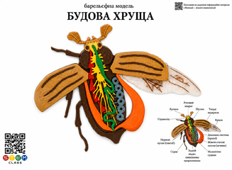Барельєфна модель «Будова хруща» <br> Тип 1
