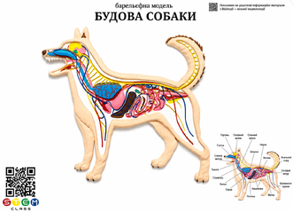 Барельєфна модель «Будова собаки» <br> Тип 1