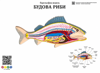 Барельєфна модель «Будова риби» <br> Тип 1
