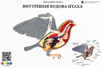 Барельєфна модель «Будова птаха» <br> Тип 1
