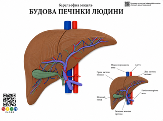 Барельєфна модель «Будова печінки людини» <br> Тип 1