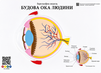 Барельєфна модель «Будова ока людини» <br> Тип 1