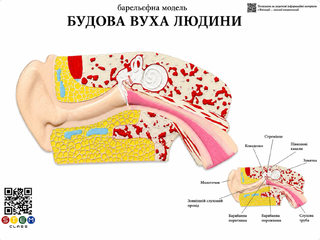 Барельєфна модель «Будова вуха людини» <br> Тип 1