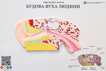 Барельефная модель «Строение уха человека» <br> Тип 1 