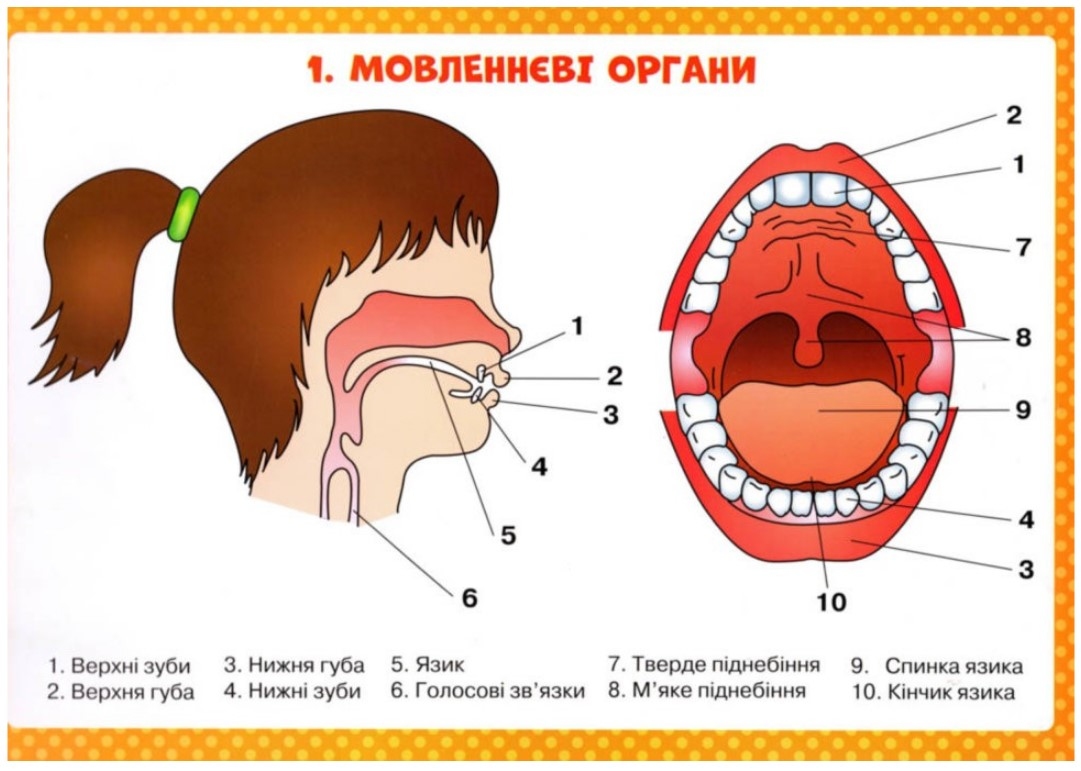 Логопедические таблицы 