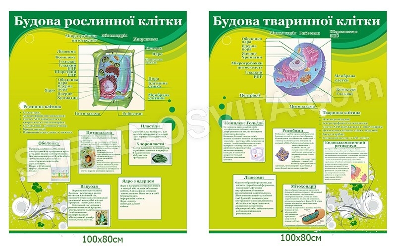 Комплект стендів «Будова рослинної та тваринної клітин»