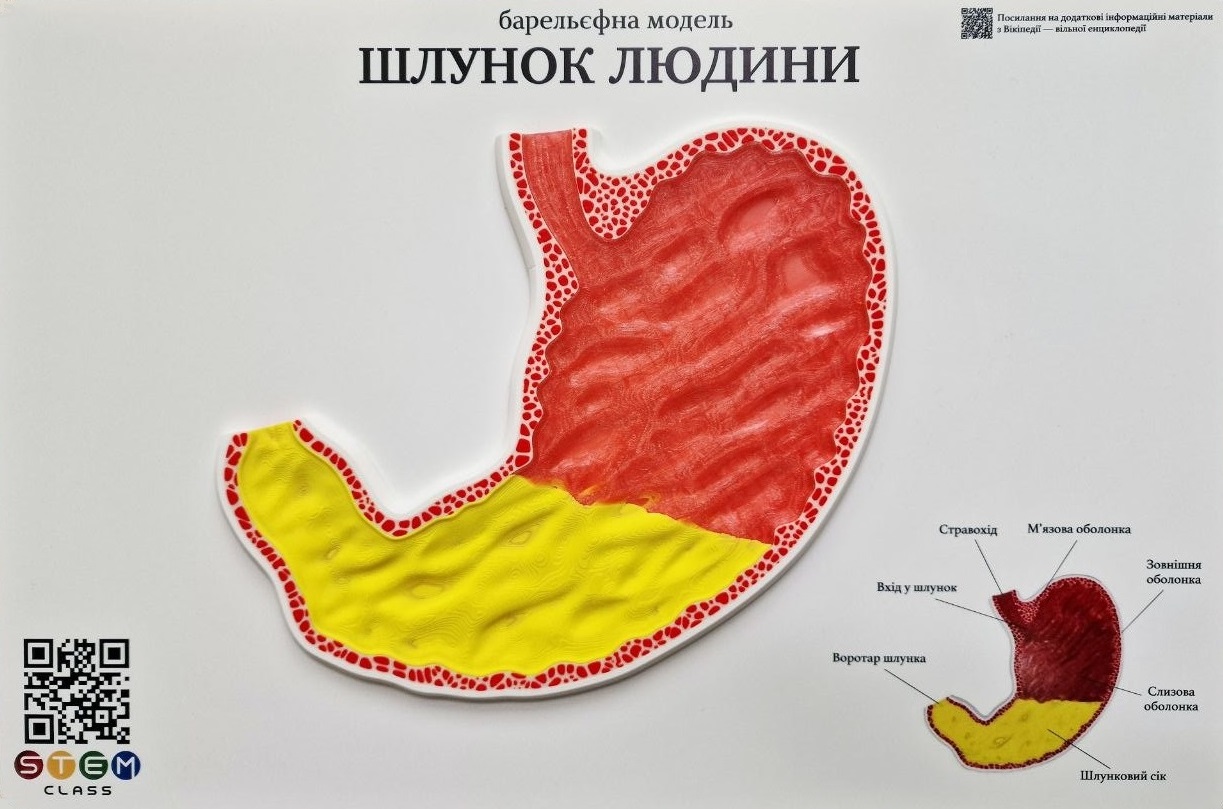 Барельефная модель «Строение желудка человека» <br> Тип 1 