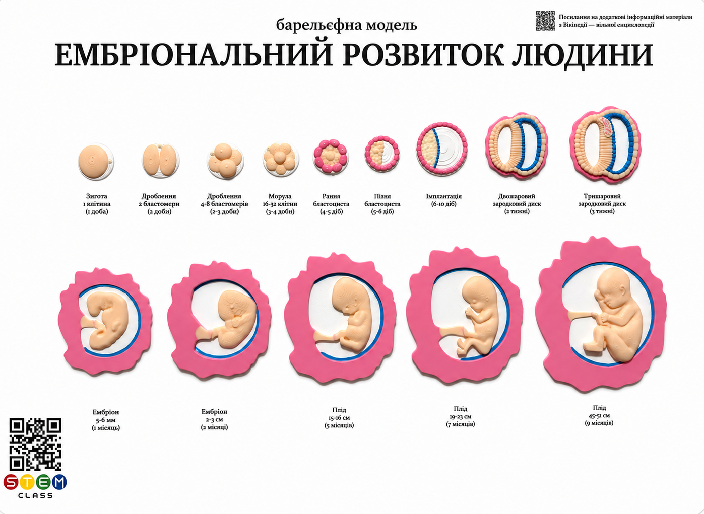 Барельєфна модель «Ембріональний розвиток людини» <br> Тип 1