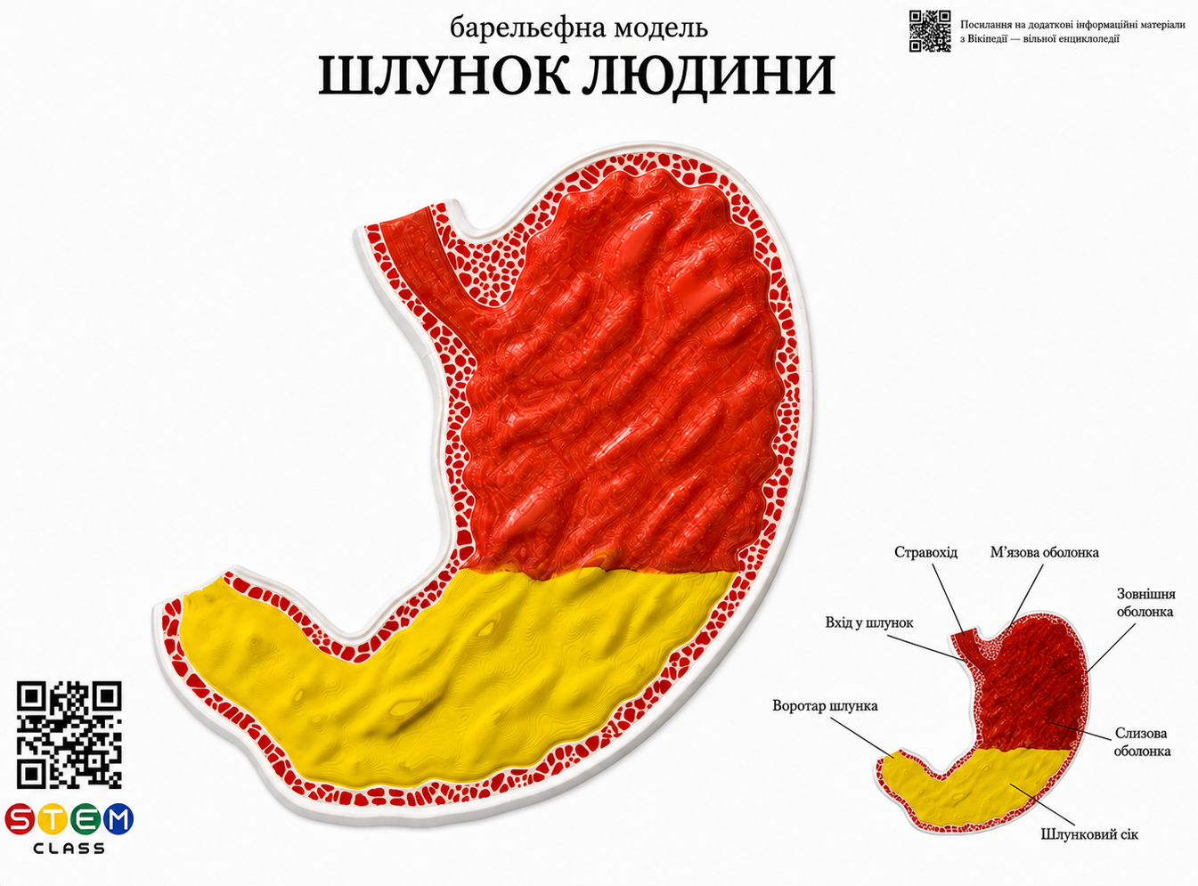 Барельєфна модель «Будова шлунку людини» <br> Тип 1