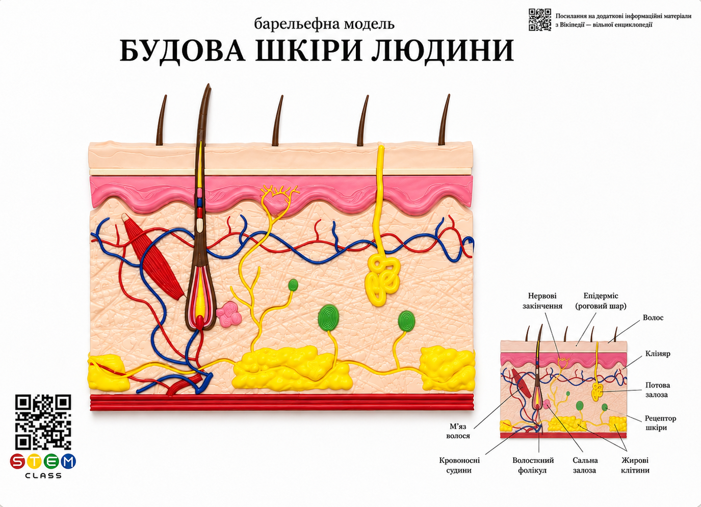 Барельєфна модель «Будова шкіри людини» <br> Тип 1