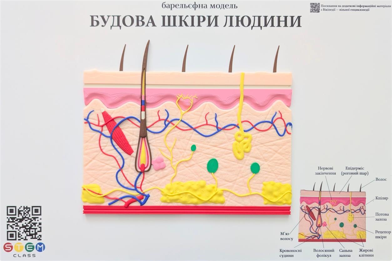 Барельефная модель «Строение кожи человека» <br> Тип 1
