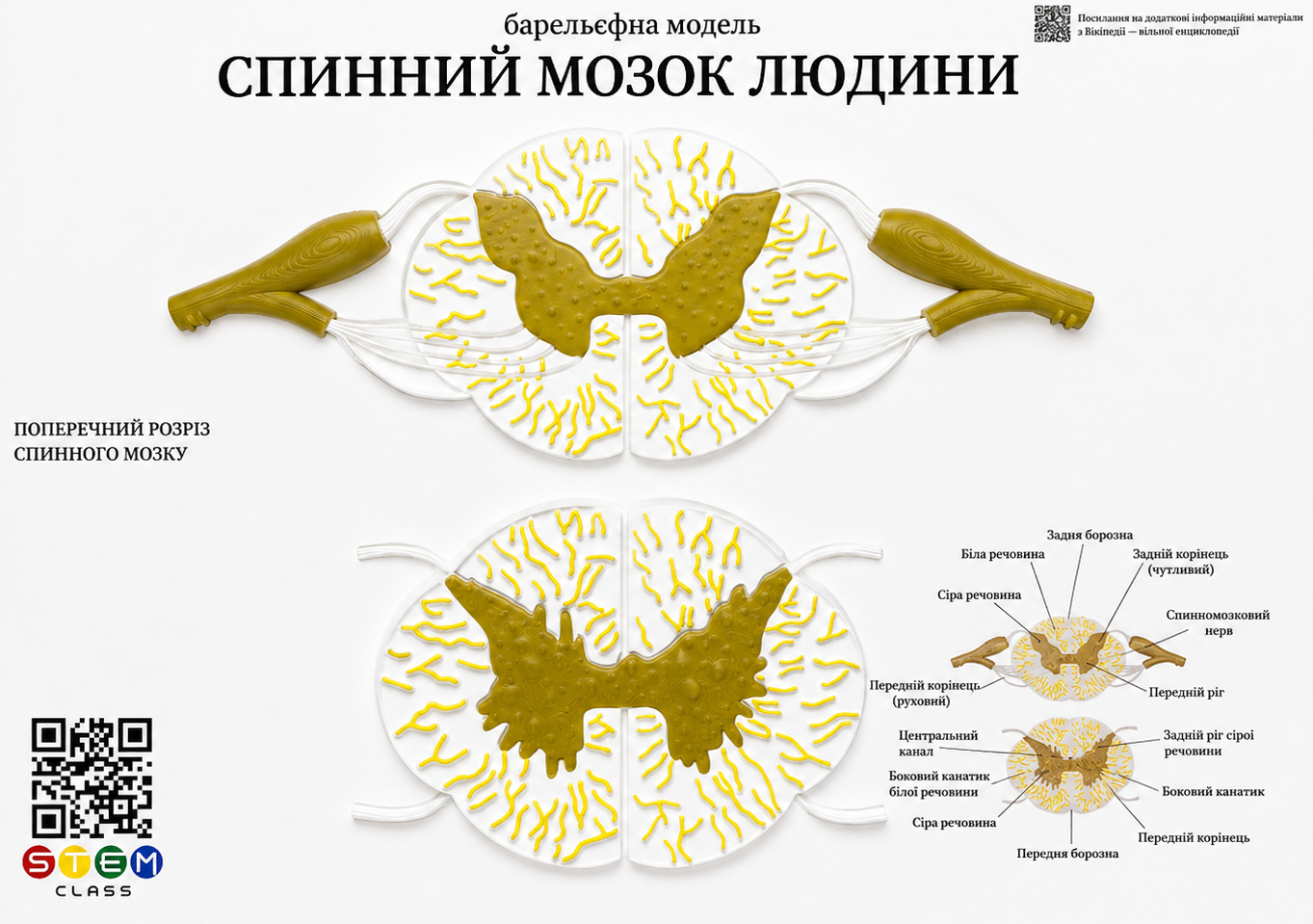 Барельєфна модель «Будова спинного мозку людини» <br> Тип 1