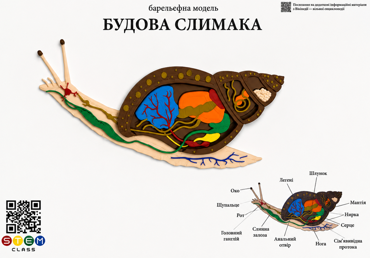 Барельєфна модель «Будова слимака» <br> Тип 1