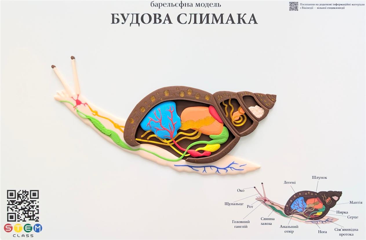 Барельефная модель «Строение улитки» <br> Тип 1