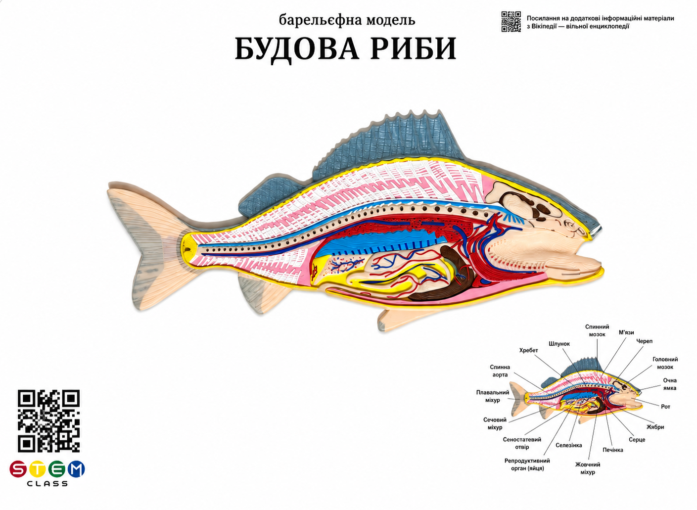 Барельєфна модель «Будова риби» <br> Тип 1