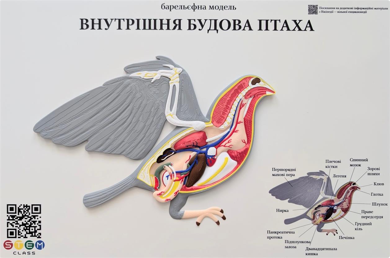 Барельефная модель «Строение птицы» <br> Тип 1