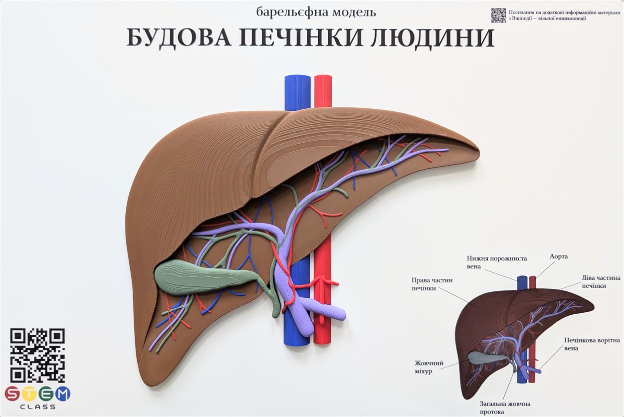 Барельефная модель «Строение печени человека» <br> Тип 1