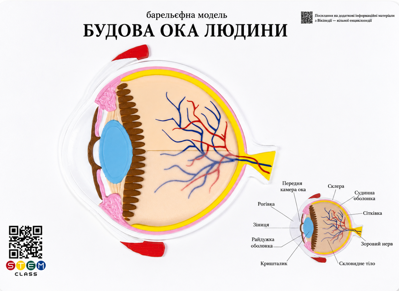 Барельєфна модель «Будова ока людини» <br> Тип 1