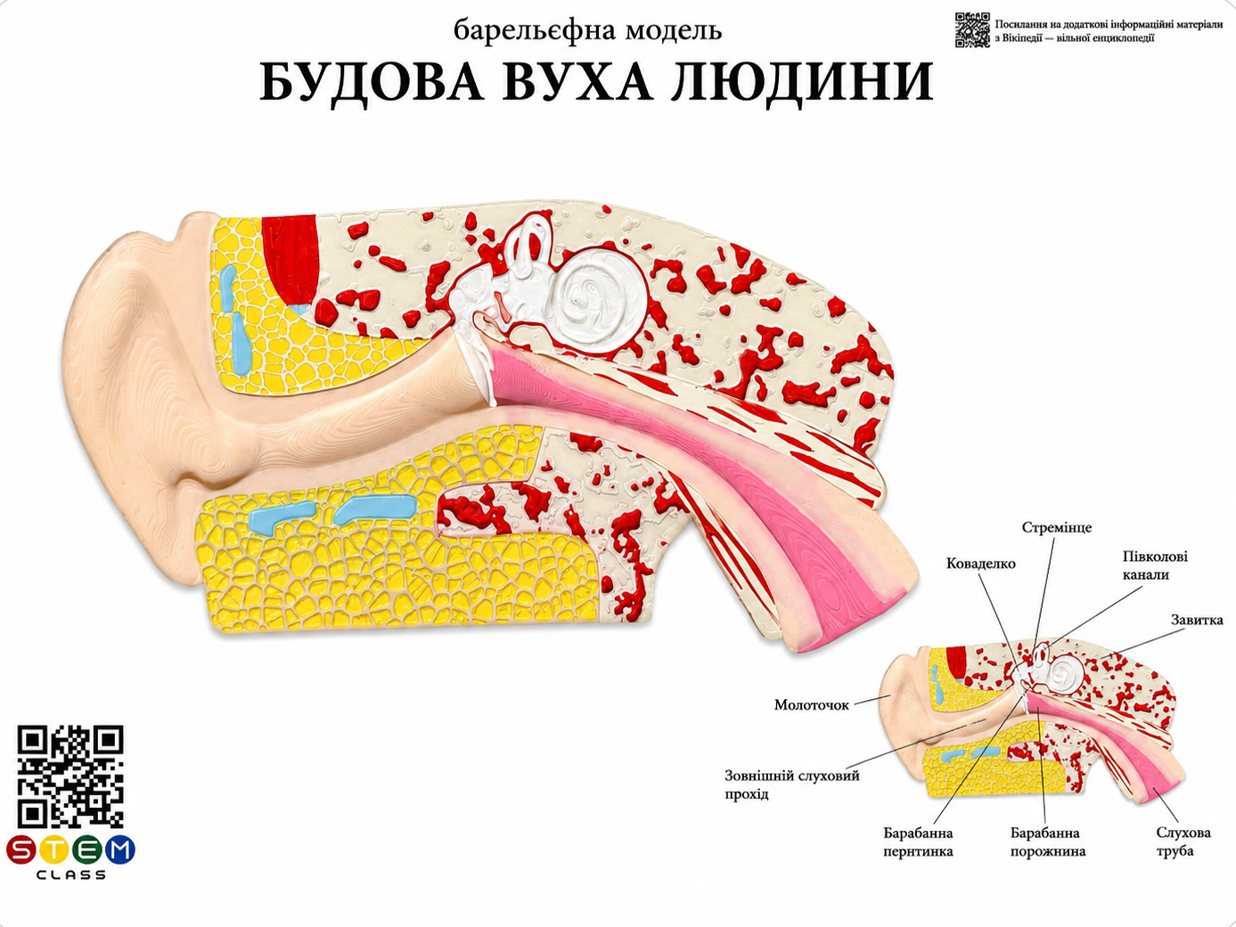 Барельєфна модель «Будова вуха людини» <br> Тип 1