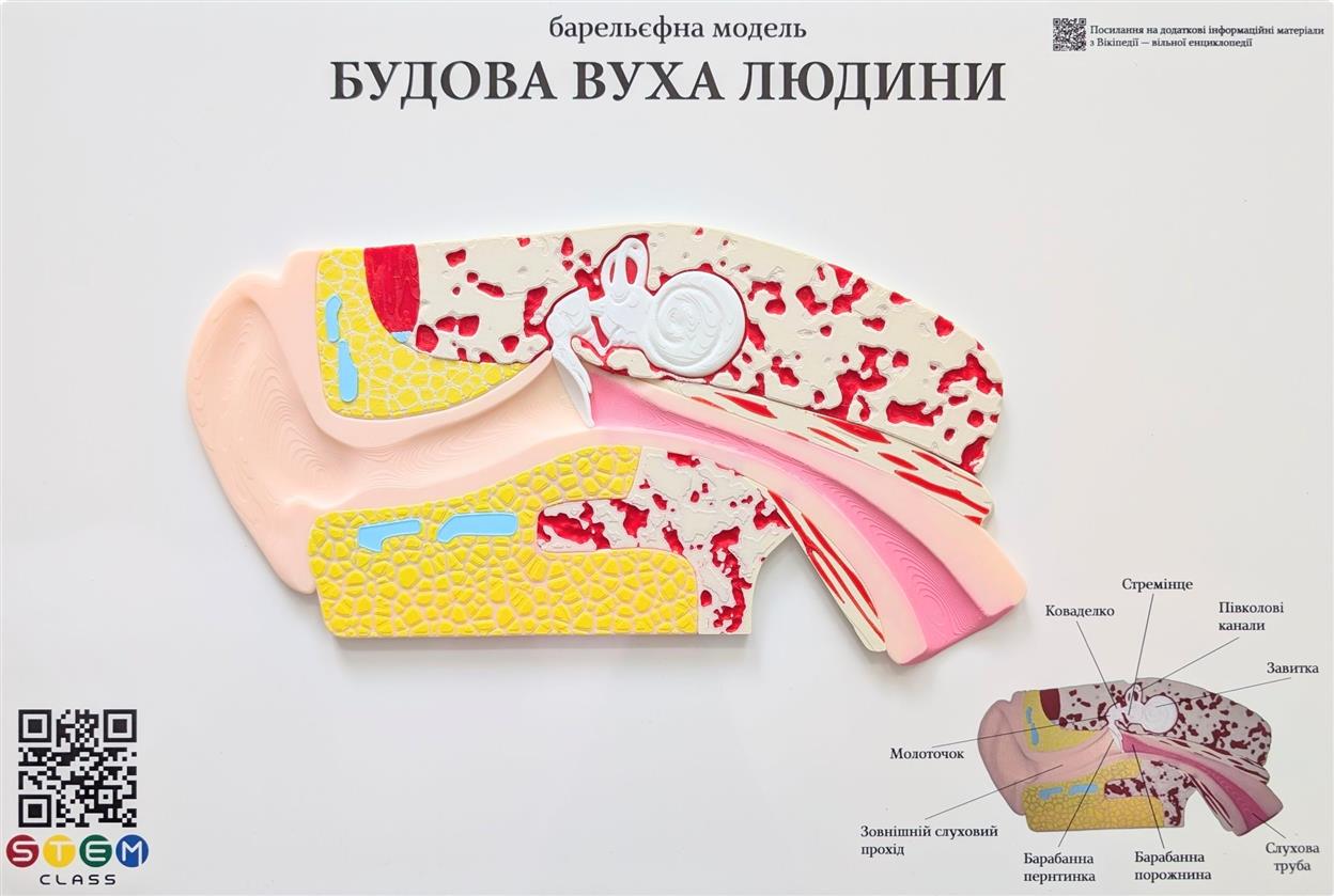 Барельефная модель «Строение уха человека» <br> Тип 1 