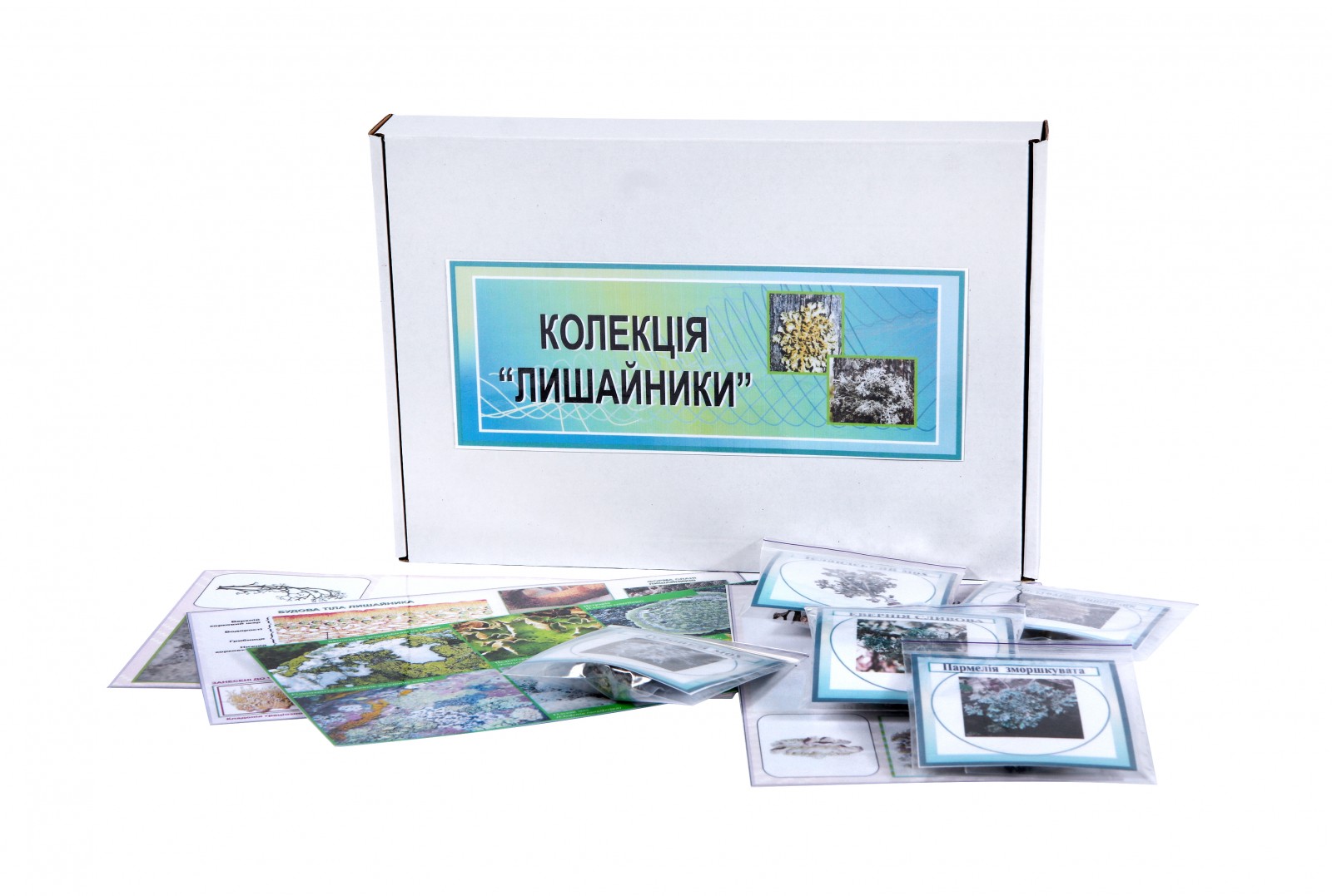 Коллекция 